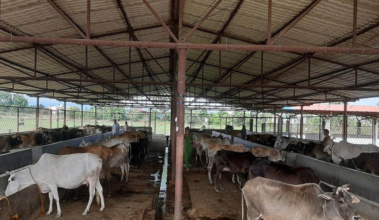 भिरालो बस्तीमा डरैडरको बास