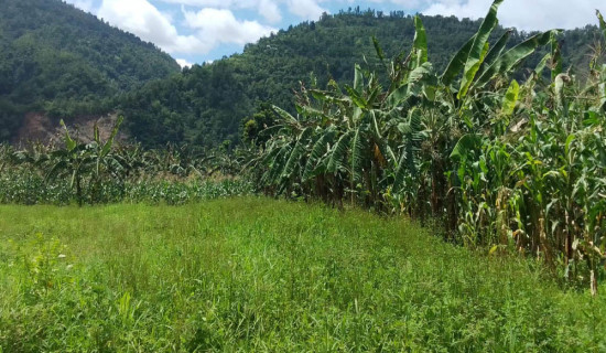 नवलपरासीपूर्वका किसानलाई चैतेधान भित्र्याउने चटारो