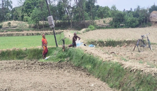 सप्तरीमा १६ प्रतिशत रोपाइँ