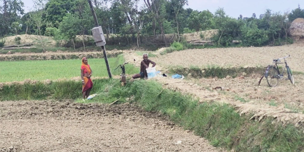 सप्तरीमा १६ प्रतिशत रोपाइँ