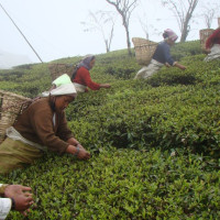 पर्यटकको पर्खाइमा चिडिया ताल