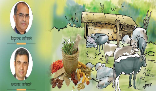 भेटियो जङ्गबहादुरका पालाको स्वस्थानी