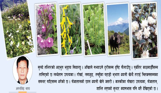 मोहनी मुलदेको