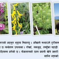 समावेशीकरणको दिशामा नयाँ फड्को : गोरखापत्रद्वारा प्रकाशित ल्होमी भाषा