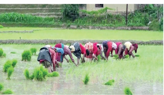 समावेशीकरणको दिशामा नयाँ फड्को : गोरखापत्रद्वारा प्रकाशित ल्होमी भाषा