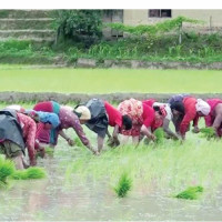 समावेशीकरणको दिशामा नयाँ फड्को : गोरखापत्रद्वारा प्रकाशित मारवाडी भाषा