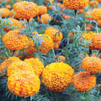 चार महिनामा थपियो साढे ५७ अर्ब सार्वजनिक ऋण
