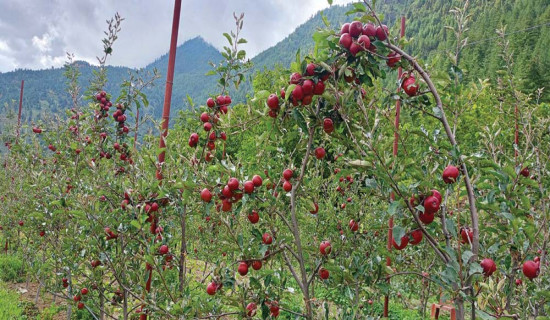 जुम्लामा फस्टाउँदै फुजी र गाला स्याउ
