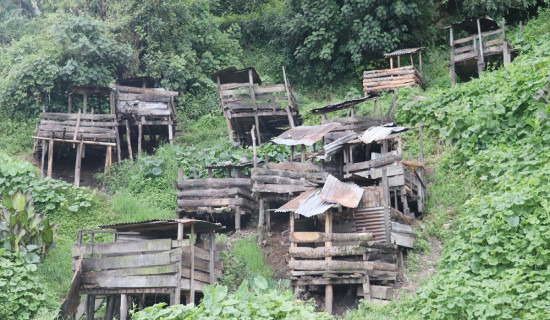 फुङ्लिङ बजार क्षेत्रभित्र बङ्गुरको खोर हटाउन उर्दी