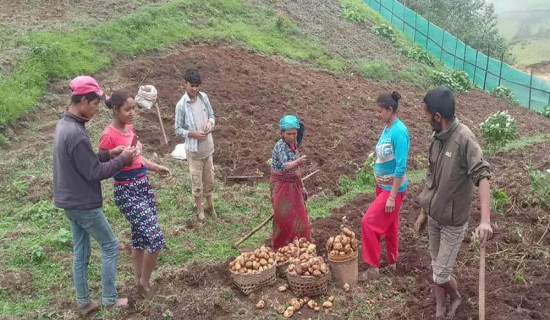 आलु बिक्री गर्न कोसेली घर सञ्चालन