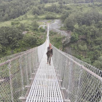 लेखा नियन्त्रकलाई लेखा समितिमा बोलाउने निर्णय