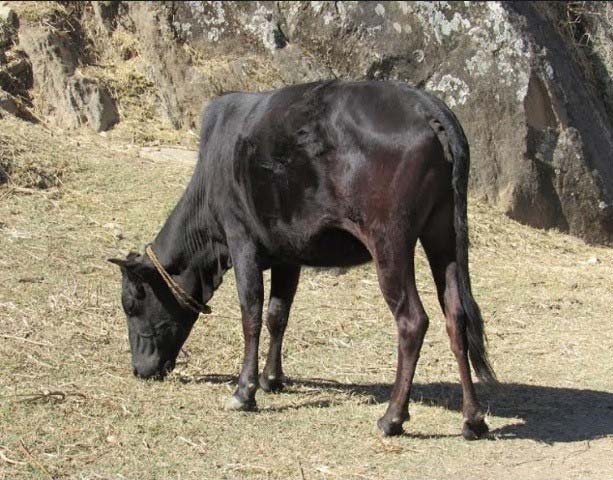 लोप हुने अवस्थामा नौमुठे गाई