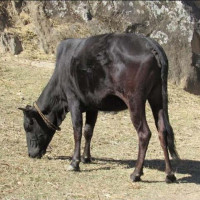 प्रधानमन्त्रीले अविलम्ब राजीनामा दिनुपर्ने एमाले सांसदको माग