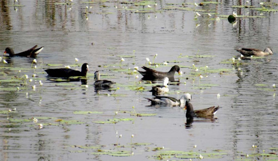 घट्यो हरिहाँसको सङ्ख्या