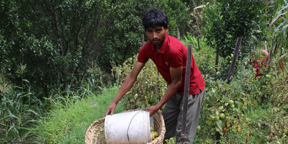 चालीस रोपनीमा गोलभेँडा फलाउँछन् कमल