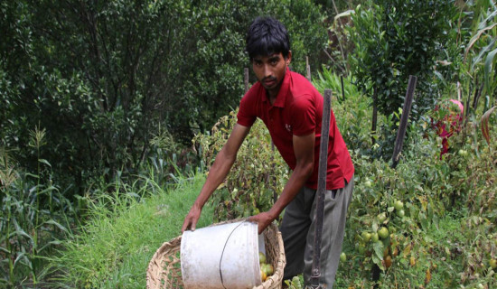 चालीस रोपनीमा गोलभेँडा फलाउँछन् कमल