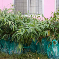 ताप्लेजुङको अद्वितीय सिङ्जेमा ताल