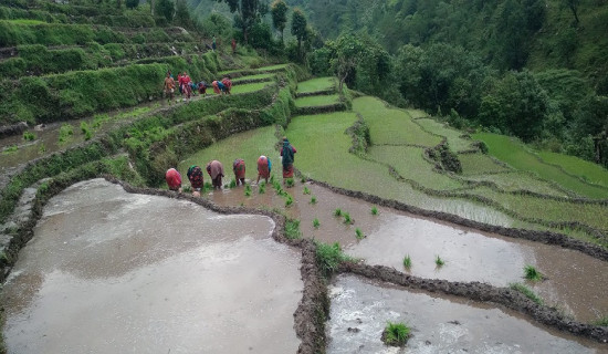 बाजुरामा ७५ प्रतिशत रोपाइँ सम्पन्न
