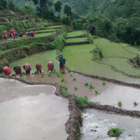 सडकको धुलो खाँदै पर्यटक