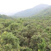 कैलालीमा चार सय हेक्टर बढी अतिक्रमित वन क्षेत्र खाली