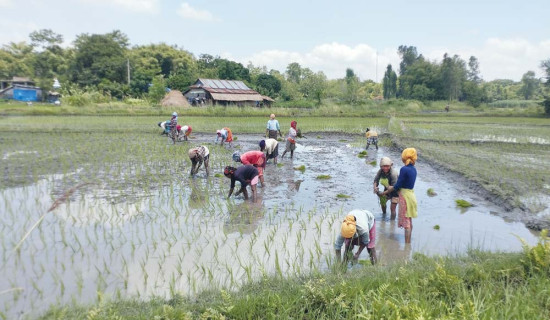 कोशीमा एकचालिस प्रतिशत क्षेत्रफलमा रोपाइँ