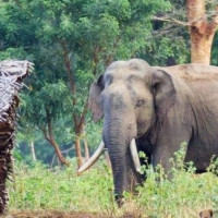 ‘कोलबुङ–रमिते गौंडा झोलुङ्गे पुल’ निर्माण सम्पन्न