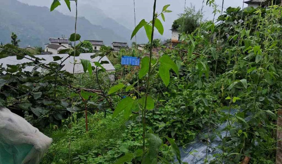 सडकआश्रित मानवको व्यवस्थापन हुनेगरी विधेयक पेस हुन्छ : प्रधानमन्त्री प्रचण्ड