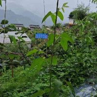 गृह मन्त्रालय सुधार कार्ययोजना तयार पार्न पूर्व मुख्यसचिव पौड्यालको नेतृत्वमा अध्ययन समिति गठन