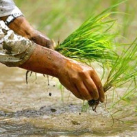 स्काभेटरमा आगलागी हुँदा ७० लाख बराबरको क्षति