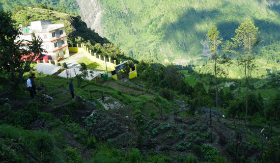 बाँझिएको पाखोबारीमा झाडी फाडेर तरकारी खेती