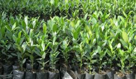 नमूना बगैँचा बनाउन किसानलाई सुन्तलाका बिरुवा वितरण