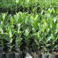 स्काभेटरमा आगलागी हुँदा ७० लाख बराबरको क्षति