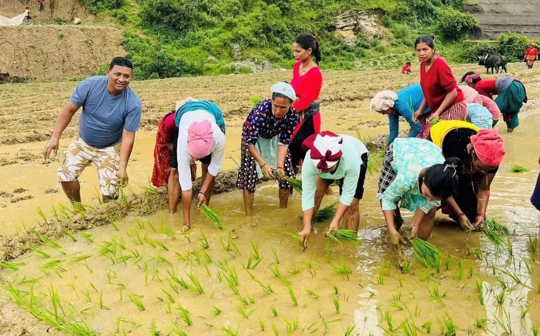 दैलेखमा ६७ प्रतिशत रोपाइँ