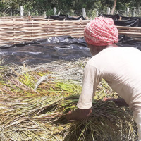 समावेशीकरणको दिशामा नयाँ फड्को : गोरखापत्रद्वारा प्रकाशित गुरुङ भाषा