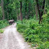 कैलालीका थारु समुदायमा भजहरको रौनक