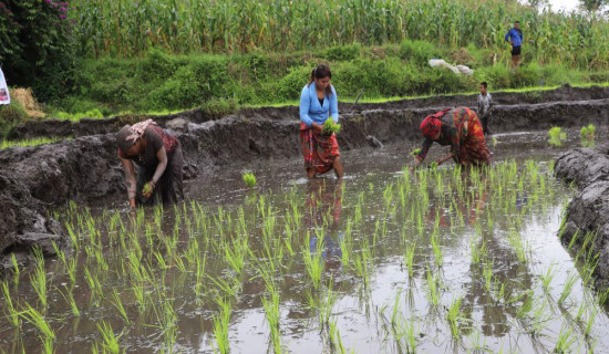 ताप्लेजुङमा ३९.६३  प्रतिशत धान रोपाइँ