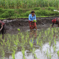 सुदूरपश्चिममा मन्त्रिपरिषद् विस्तार