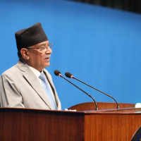 चिया बगान जस्तै अम्रिसो घारी