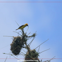 अध्यादेश प्रतिस्थापन विधेयक चाँडै पारित गर्नुपर्नेमा जोड