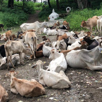 जिप दुर्घटनामा पूर्व वडाध्यक्षको निधन