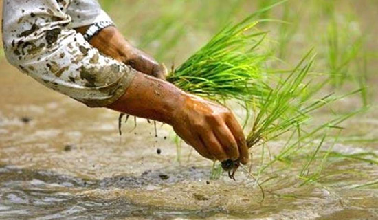 विवादमै अल्झियो वैकल्पिक मार्ग