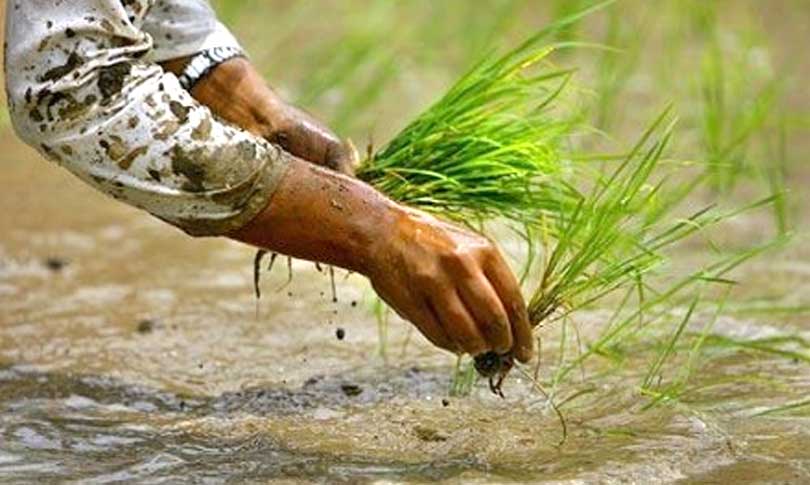 बागमती प्रदेशमा ७६.४८ प्रतिशत धान रोपाइँ