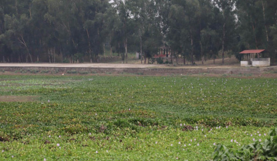 सुदूरपश्चिममा कांग्रेस अगाडि