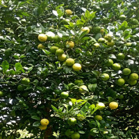 राष्ट्रपतिसँग कफी गफ