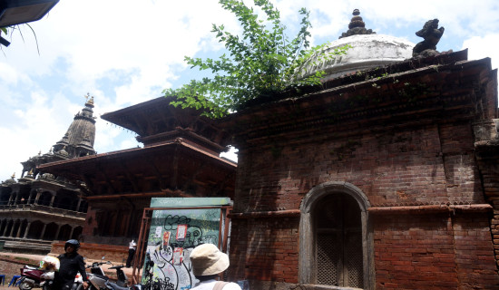 सांस्कृतिक सम्पदामा उम्रिएको रूख