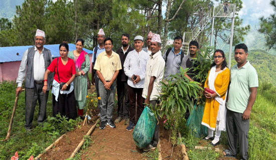 वालिङमा मोसो बाँसको १५०० बिरुवा रोपियो