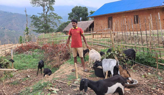 बसाइँ गएको ६ वर्षपछि गाउँ फर्किएर बाख्रापालन