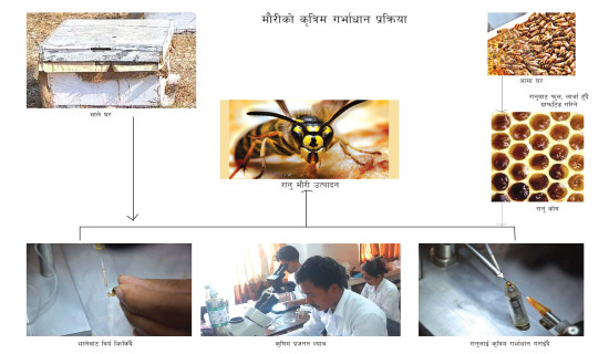 मौरीको पनि कृत्रिम गर्भाधान