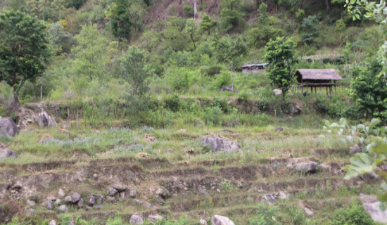 सर्पदंशका बिरामीलाई तत्काल उपचारको व्यवस्था गर्न माग