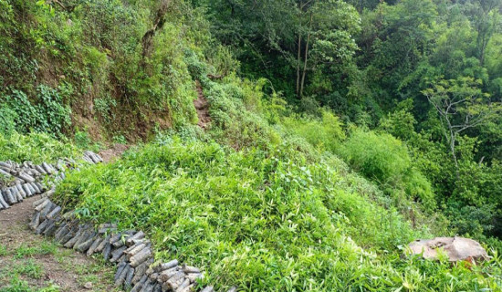 वन्यजन्तुबाट बाली जोगाउन नसकेपछि टिमुरखेती